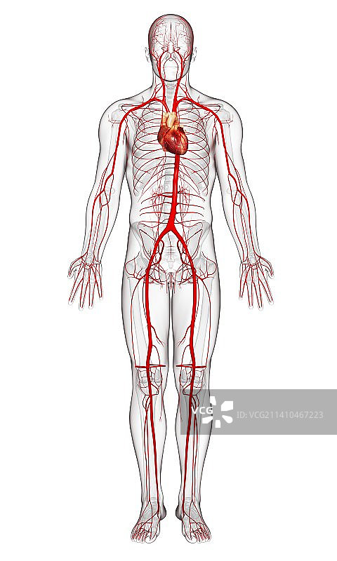 人体动脉，艺术品图片素材