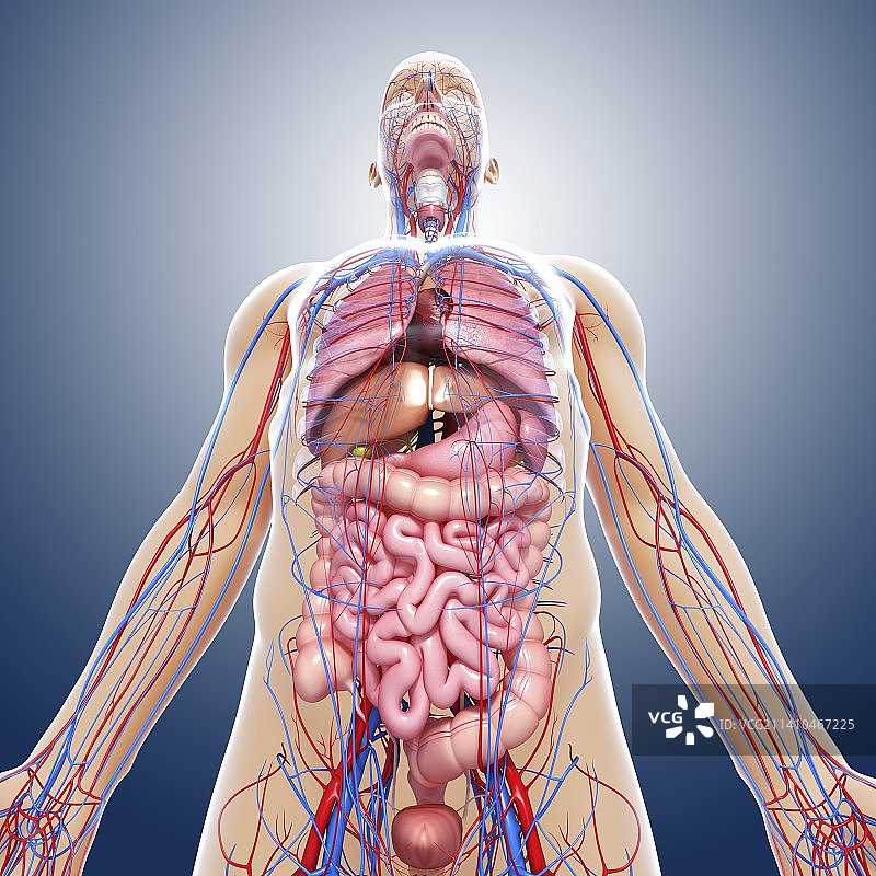 男性解剖学、艺术品图片素材