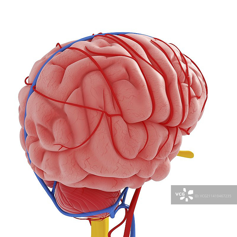 人脑，艺术品图片素材