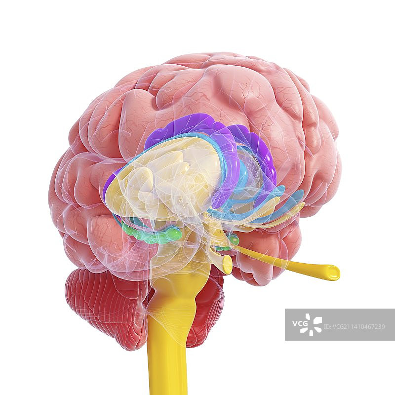 大脑解剖结构艺术作品图片素材