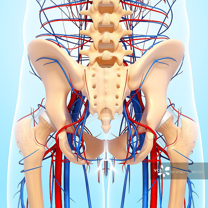 骨盆解剖图图片素材