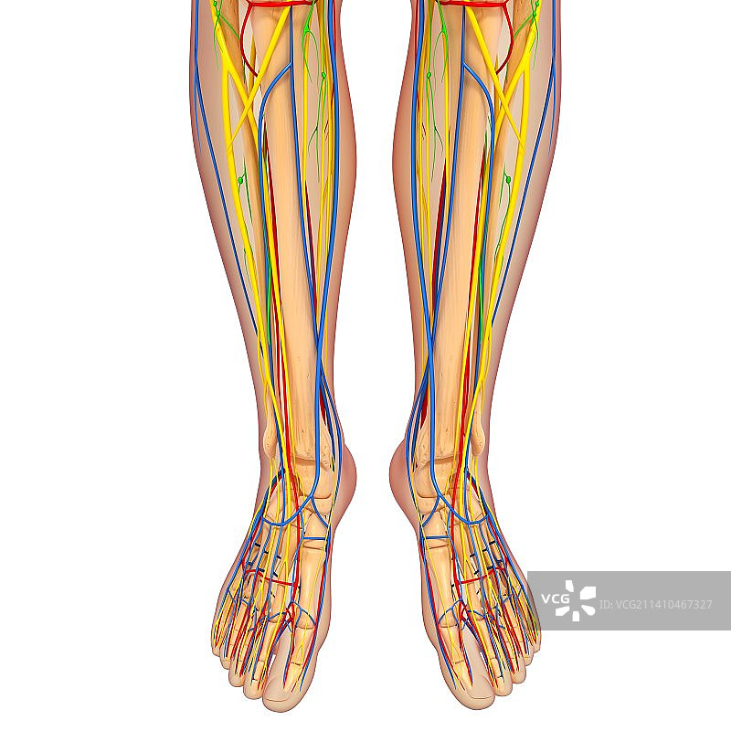 下半身人体解剖艺术图图片素材