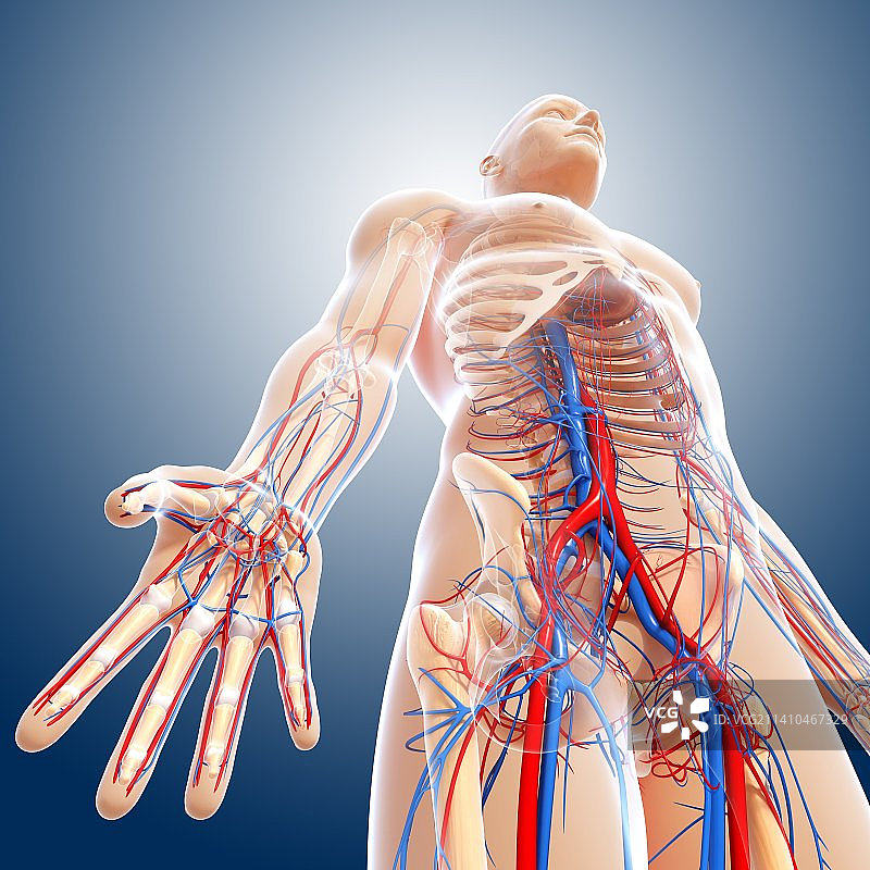 男性解剖学、艺术品图片素材