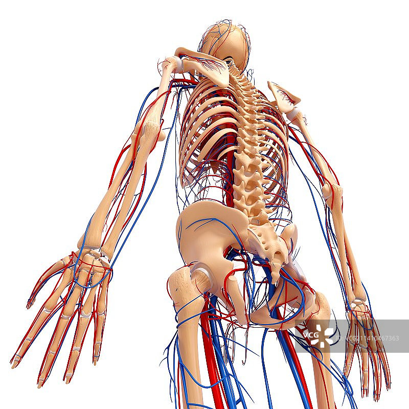 男性解剖学、艺术品图片素材