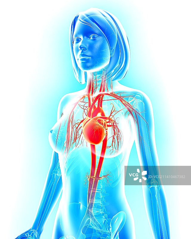 女性心血管系统，艺术品图片素材