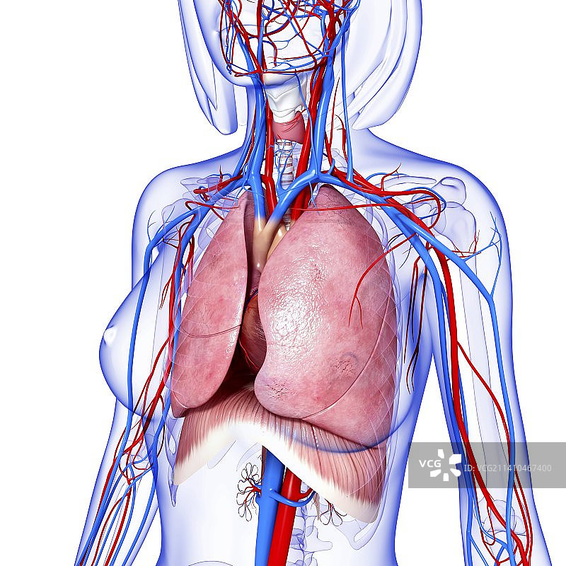 女性解剖学、艺术品图片素材