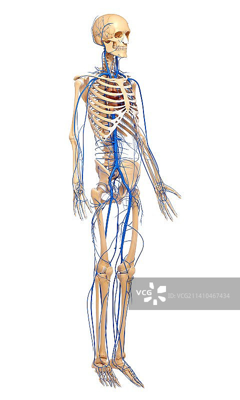 人体静脉图图片素材