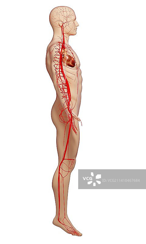 人体动脉艺术图图片素材