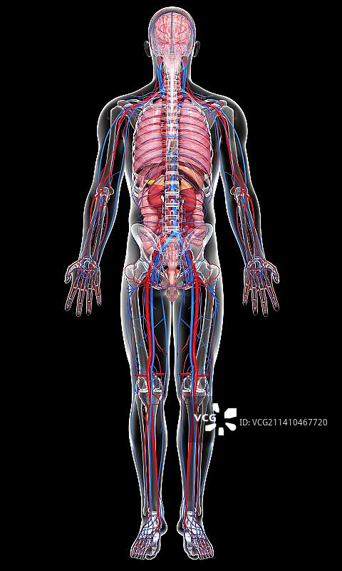 男性解剖学、艺术品图片素材