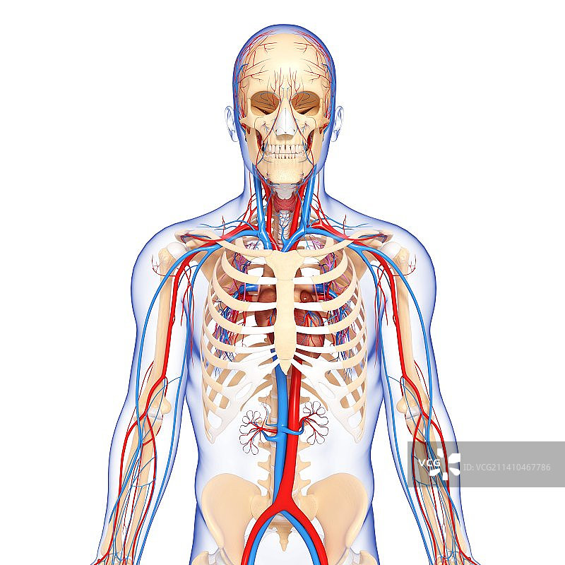 上半身人体解剖艺术图图片素材