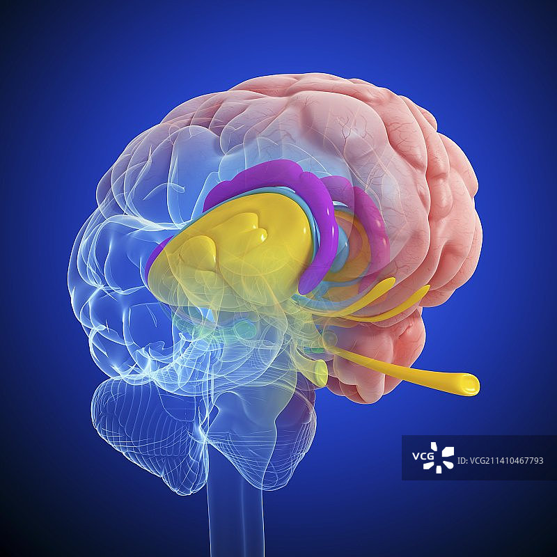 大脑解剖结构艺术作品图片素材