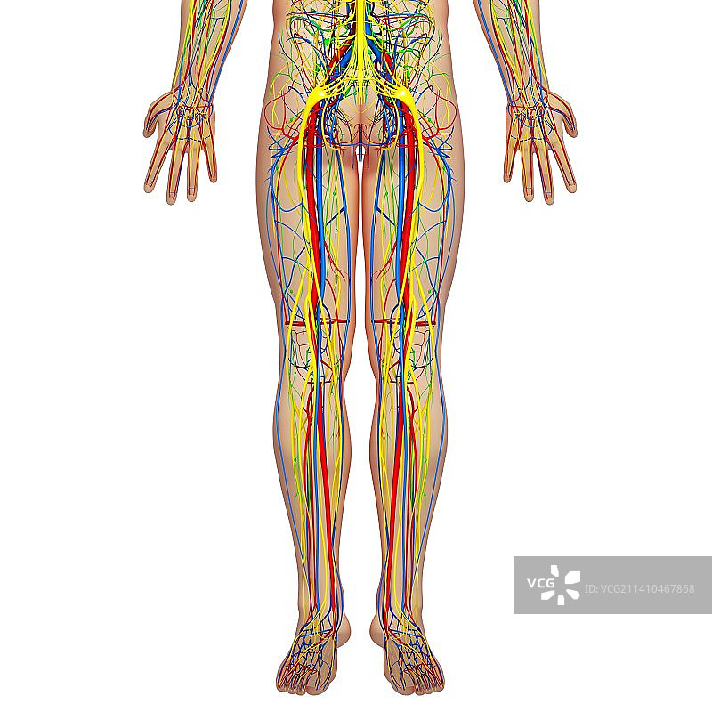 下半身人体解剖艺术图图片素材