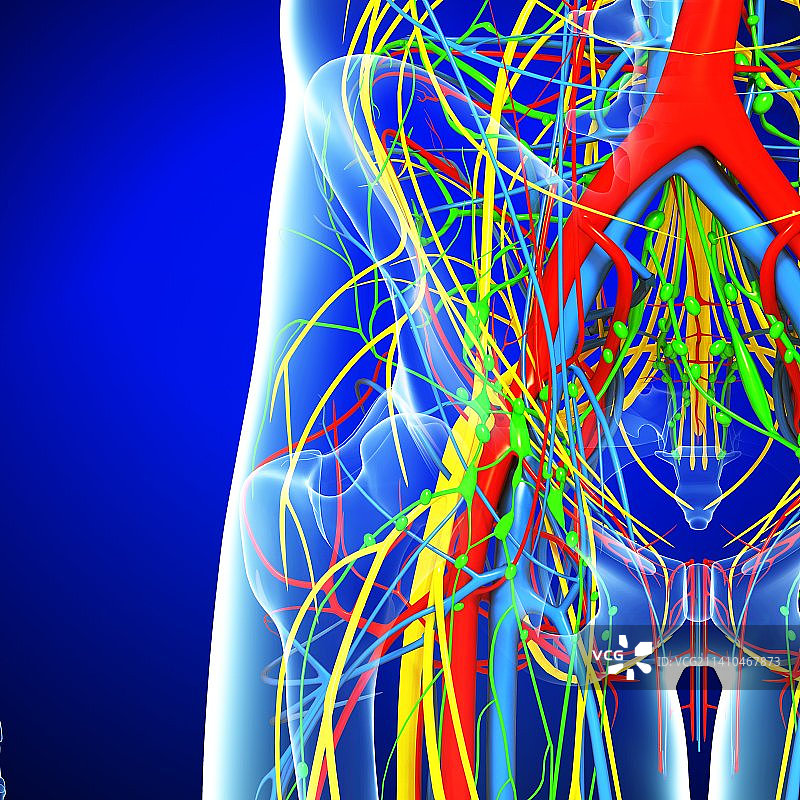 骨盆解剖图图片素材