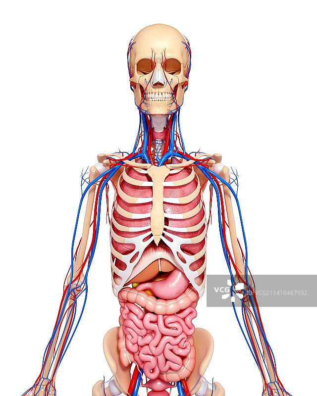 女性解剖学、艺术品图片素材