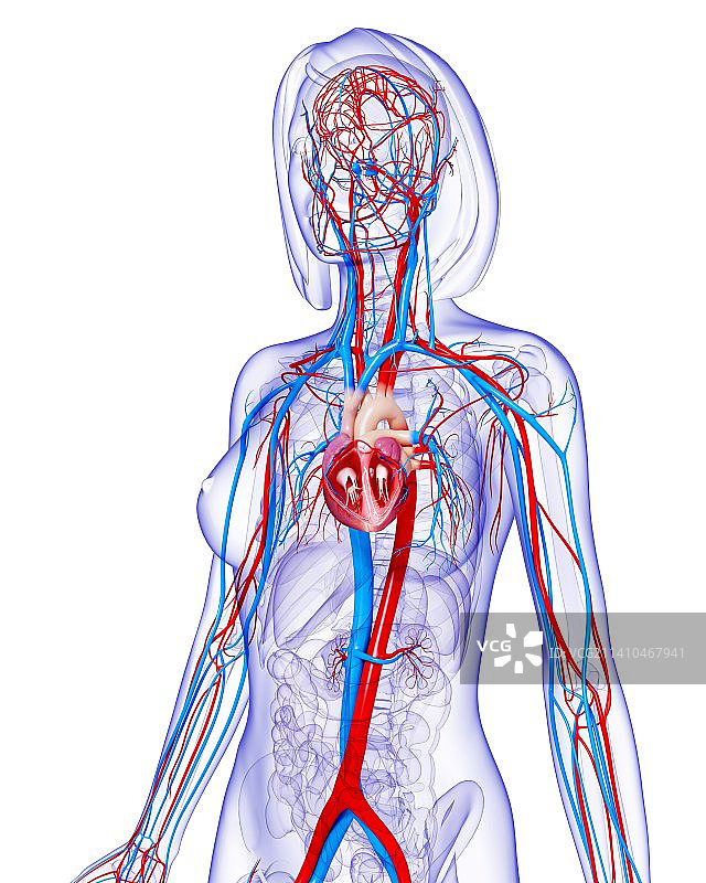 女性心血管系统，艺术品图片素材