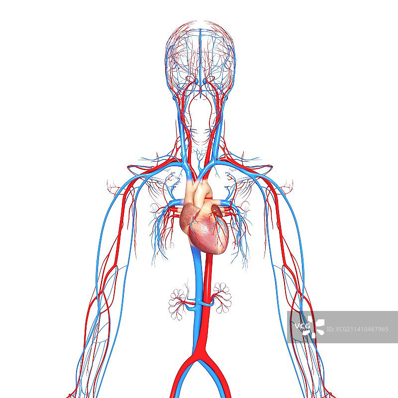 心血管系统，艺术品图片素材