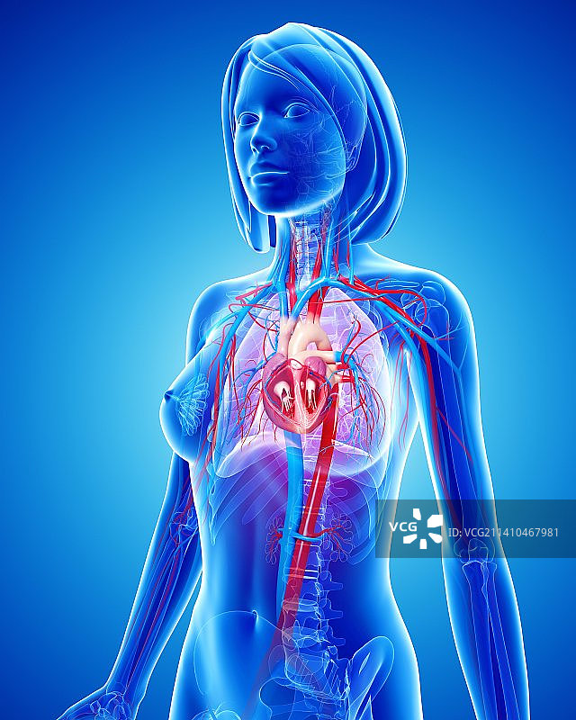 女性心血管系统，艺术品图片素材