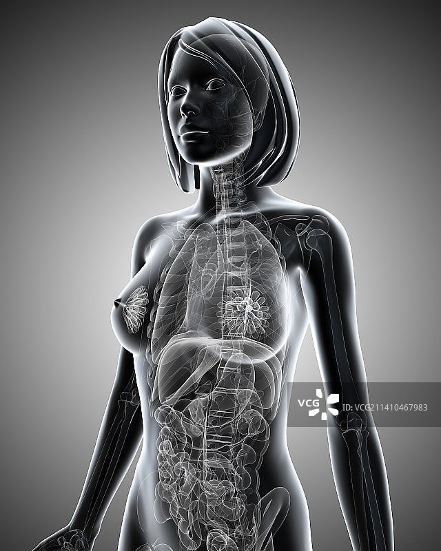 女性解剖学、艺术品图片素材