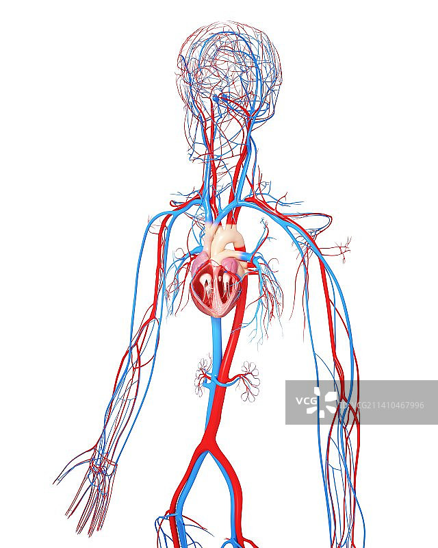 心血管系统，艺术品图片素材