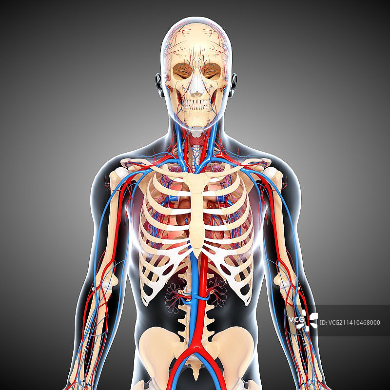 人体解剖，艺术品图片素材