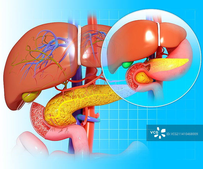 健康的肝脏和胰腺艺术图图片素材