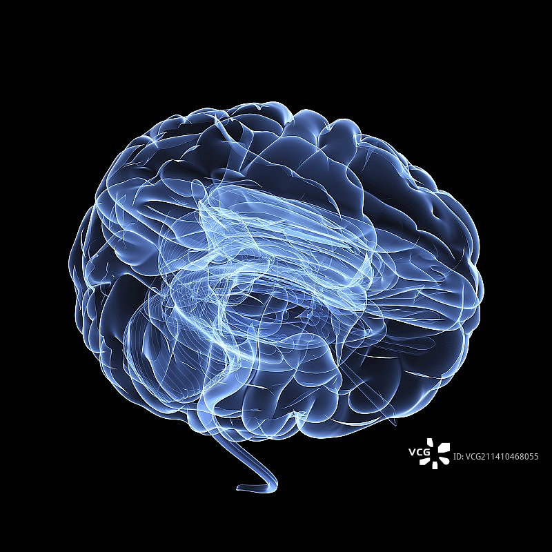 大脑解剖结构艺术作品图片素材