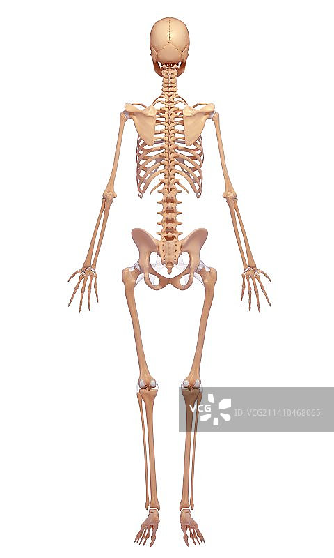 女性骨骼，艺术品图片素材