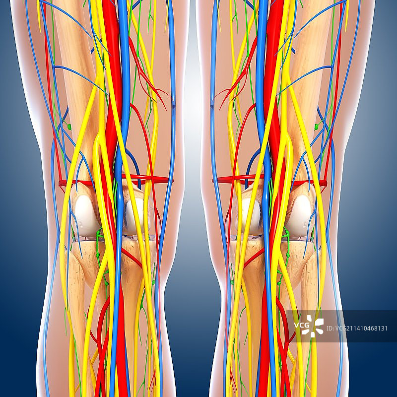 膝盖解剖结构图片素材