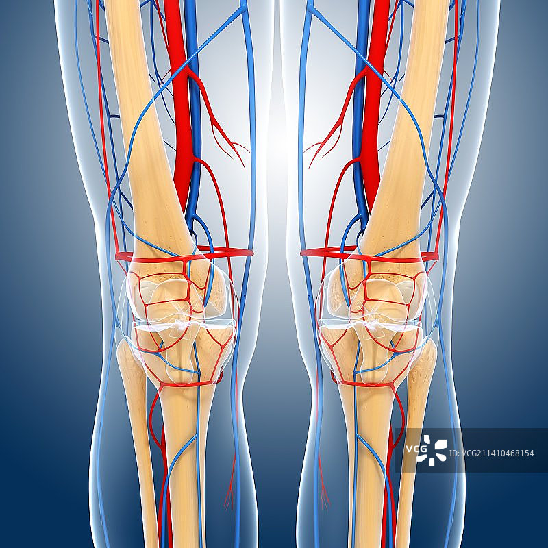 膝盖解剖结构图片素材