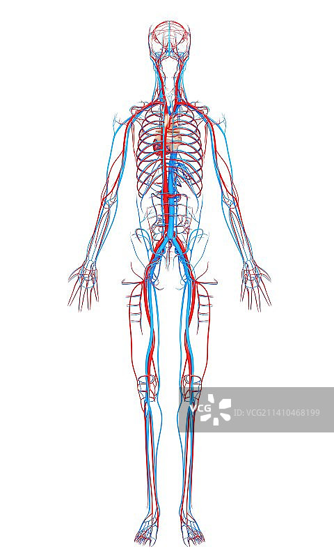 心血管系统，艺术品图片素材
