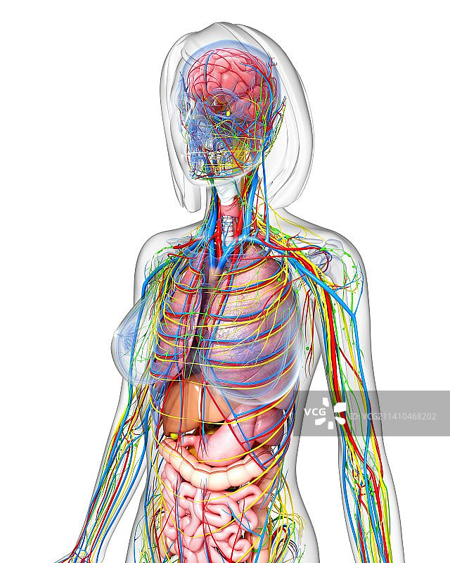女性解剖学、艺术品图片素材