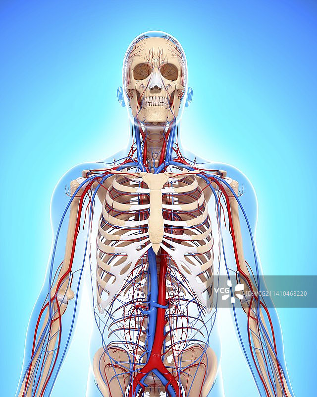 上半身人体解剖艺术图图片素材