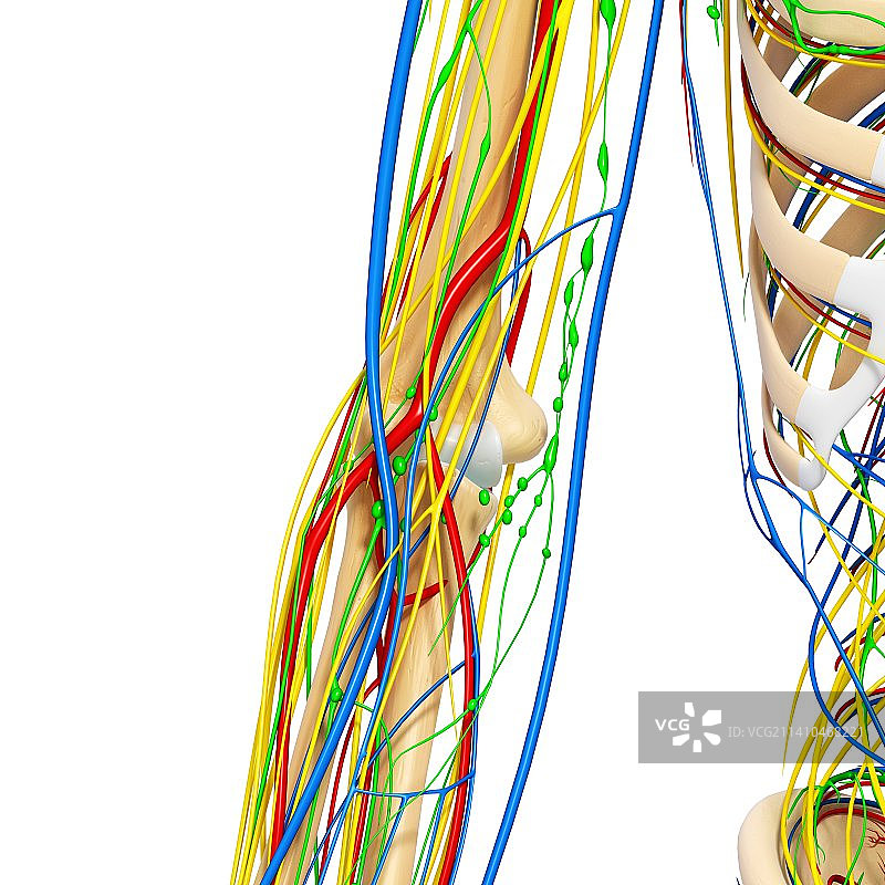 肘部解剖图图片素材