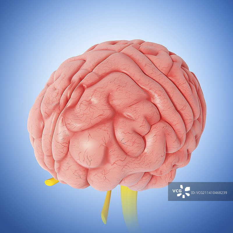 人脑，艺术品图片素材