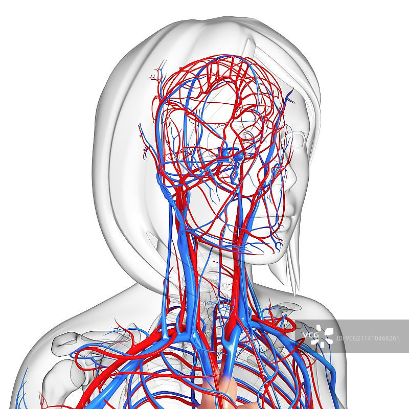 女性心血管系统，艺术品图片素材