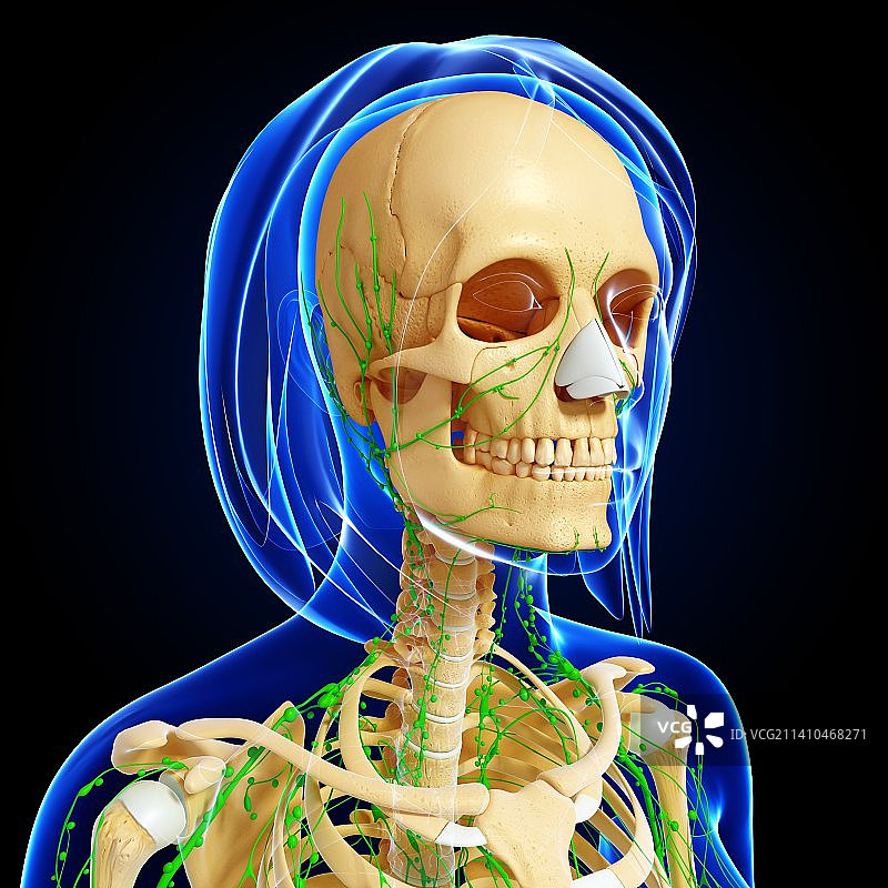 女性解剖学、艺术品图片素材