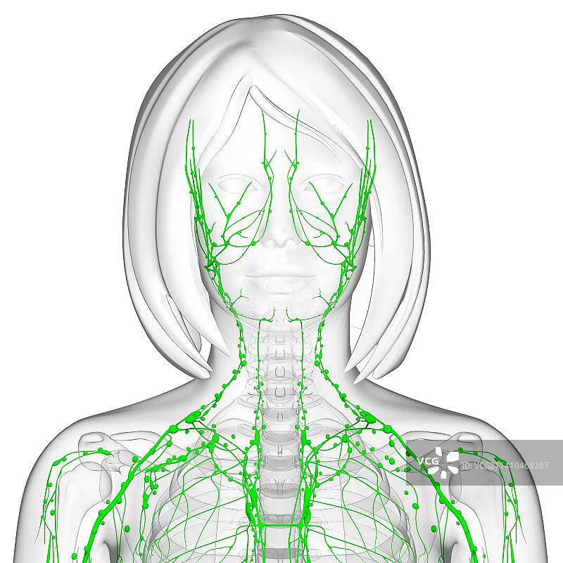 女性淋巴系统，艺术品图片素材