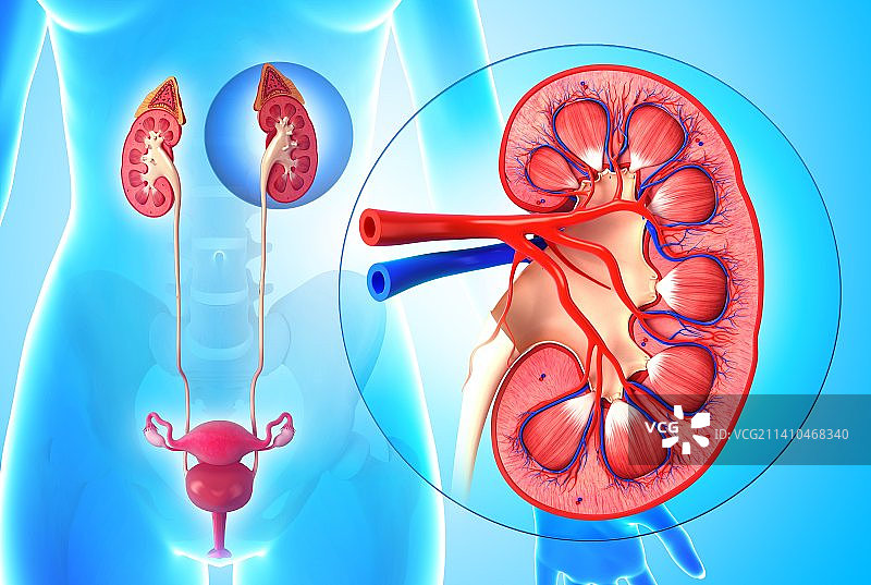 女性泌尿系统图图片素材