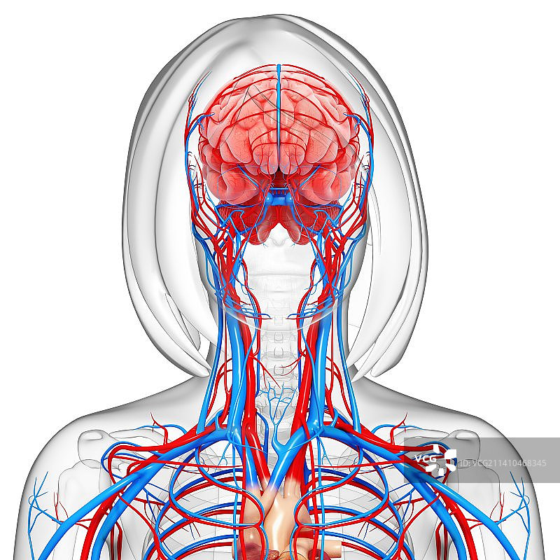 女性解剖学、艺术品图片素材