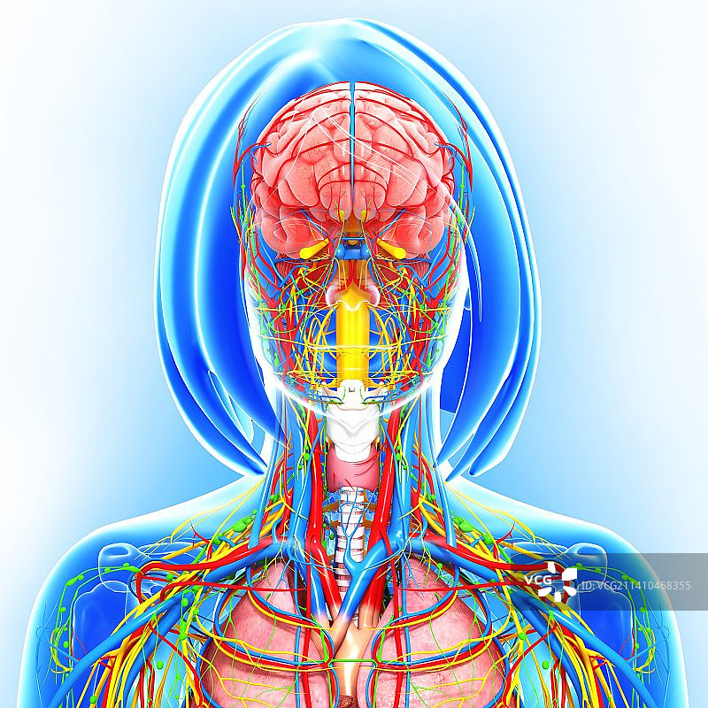 女性解剖学、艺术品图片素材