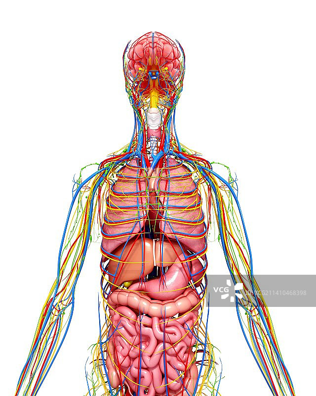 女性解剖学、艺术品图片素材