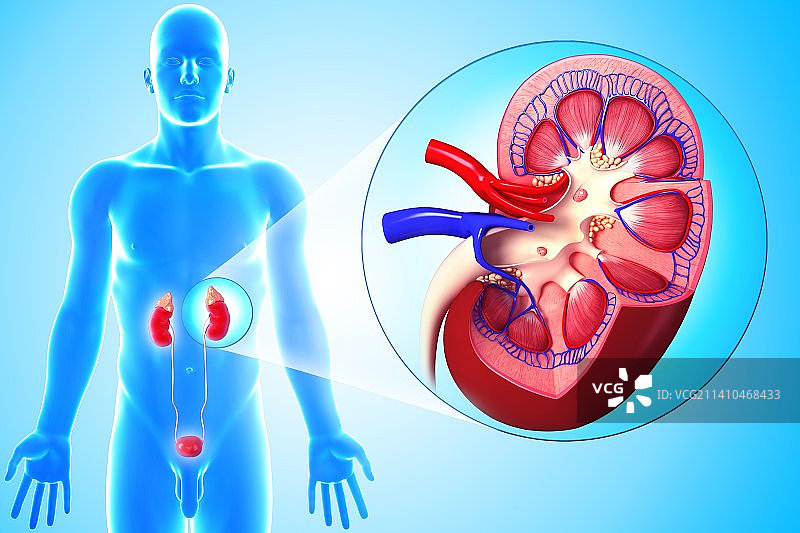 健康的肾脏（艺术作品）图片素材
