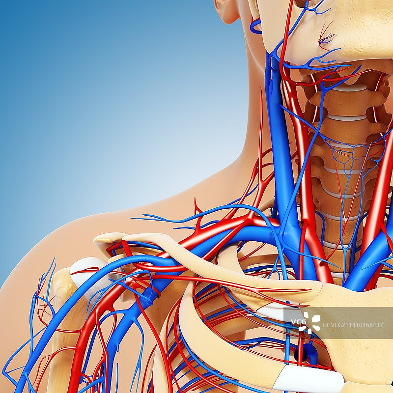 上半身人体解剖艺术图图片素材