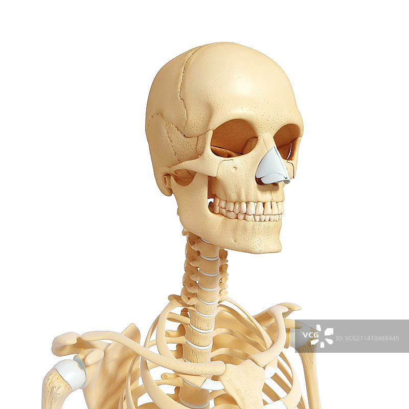 女性骨骼，艺术品图片素材