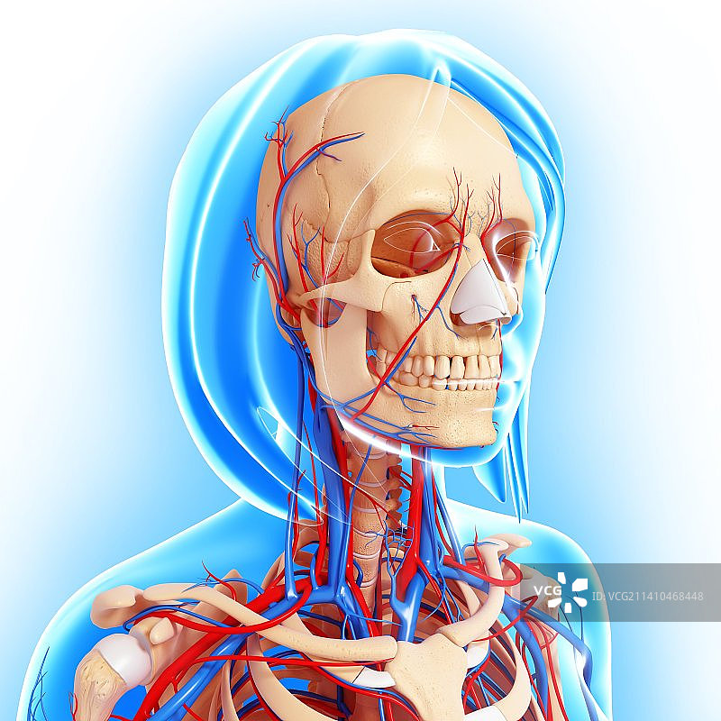 上半身人体解剖艺术图图片素材