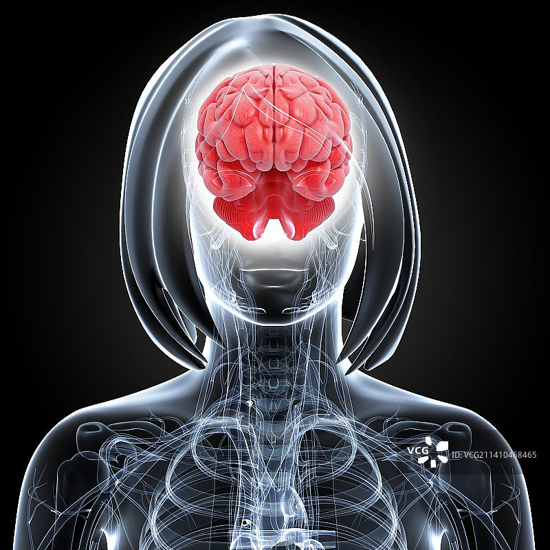 女性大脑艺术作品图片素材