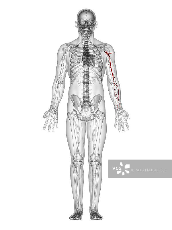 手臂动脉，艺术作品图片素材