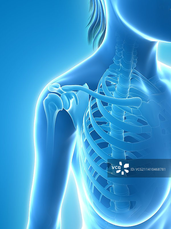 女性骨骼，艺术品图片素材