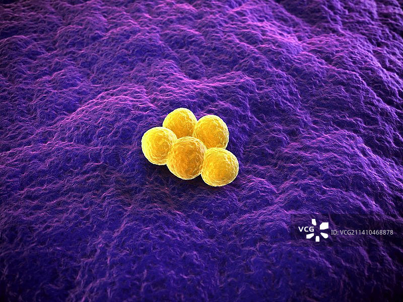 耐甲氧西林金黄色葡萄球菌细菌艺术图图片素材