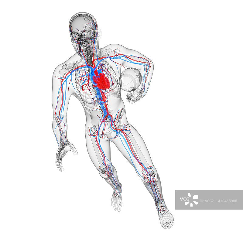 心血管系统，艺术品图片素材
